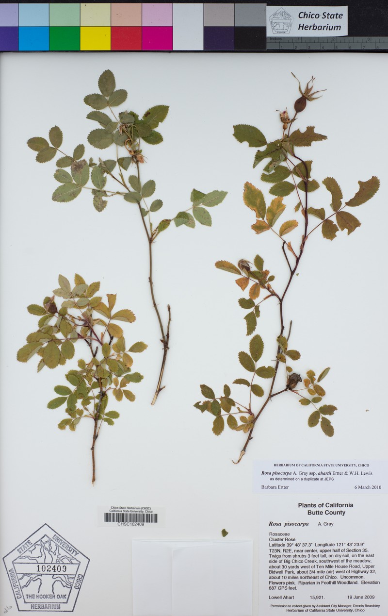 Rosa pisocarpa subsp. ahartii photo 2