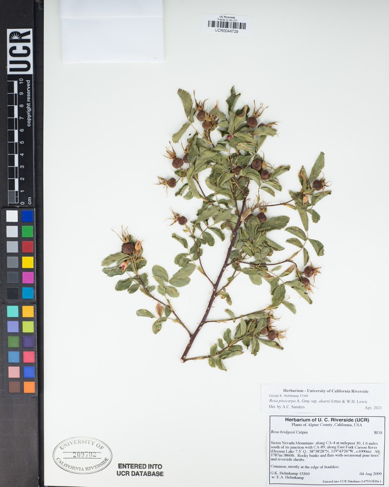 Rosa pisocarpa subsp. ahartii photo 3