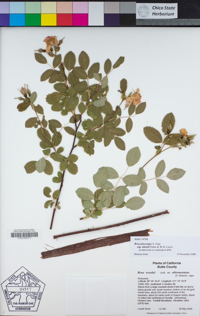 Rosa pisocarpa subsp. ahartii photo 4