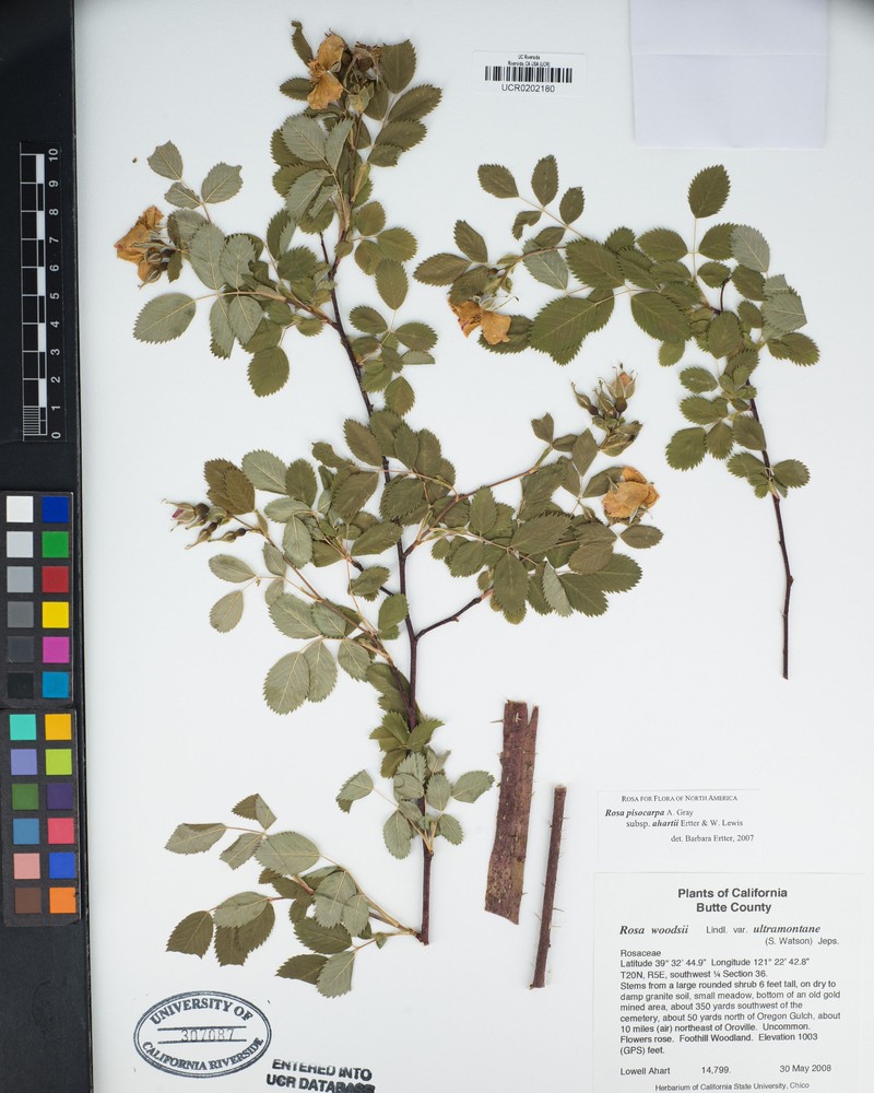 Rosa pisocarpa subsp. ahartii photo 5
