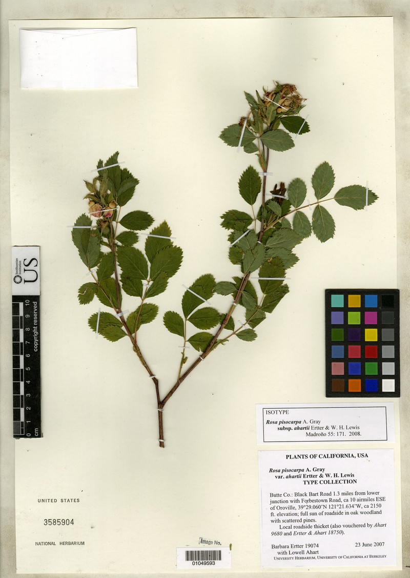 Rosa pisocarpa subsp. ahartii photo 6