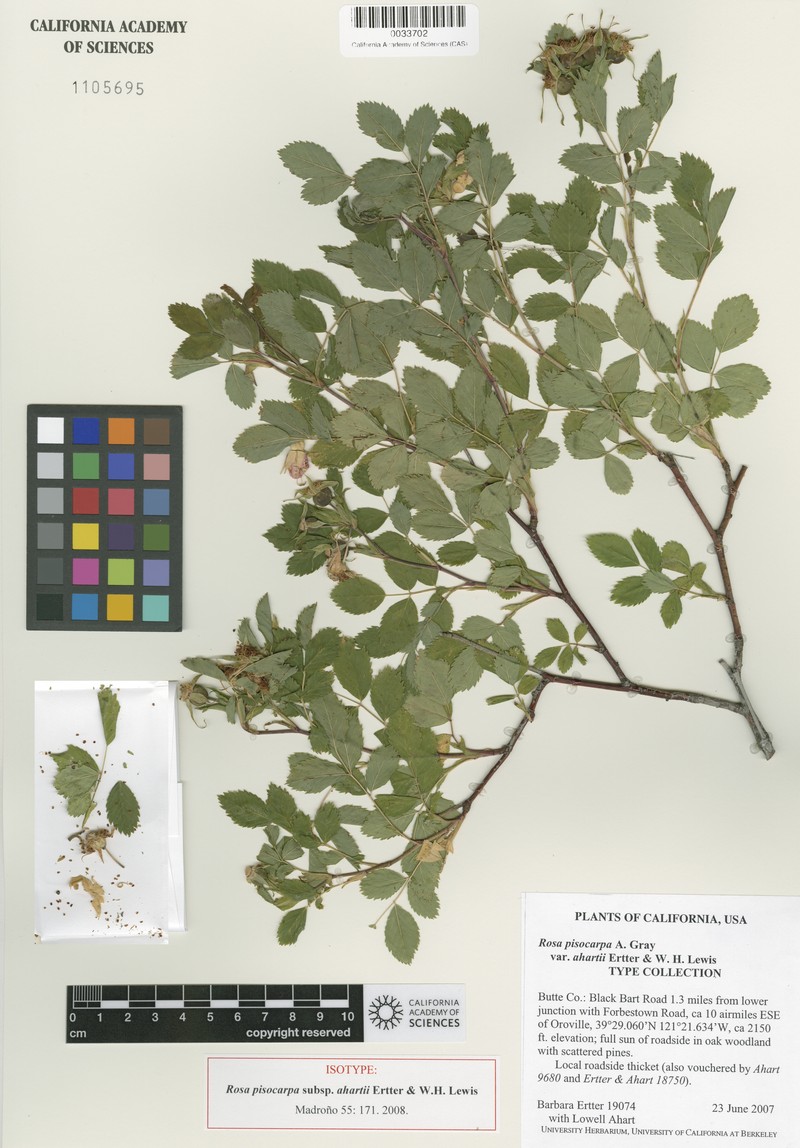Rosa pisocarpa subsp. ahartii photo 7