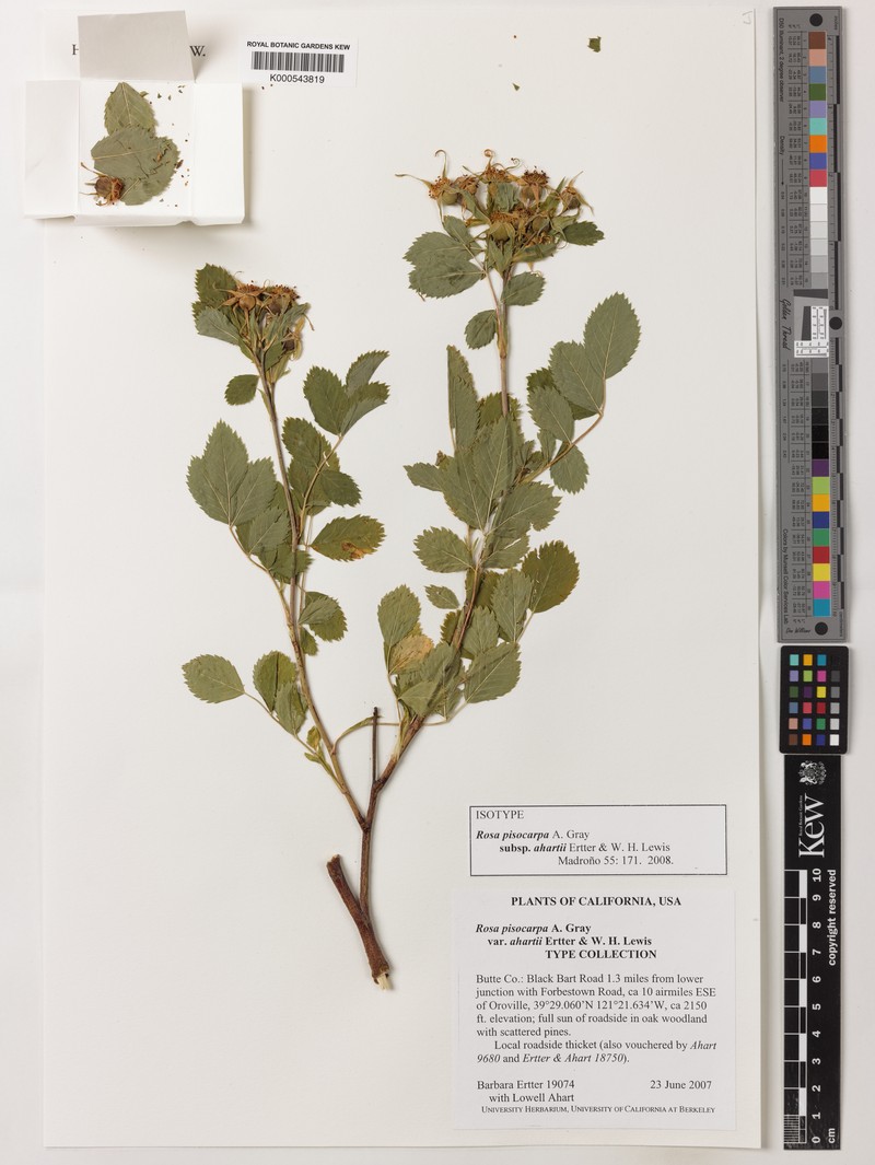 Rosa pisocarpa subsp. ahartii photo 8
