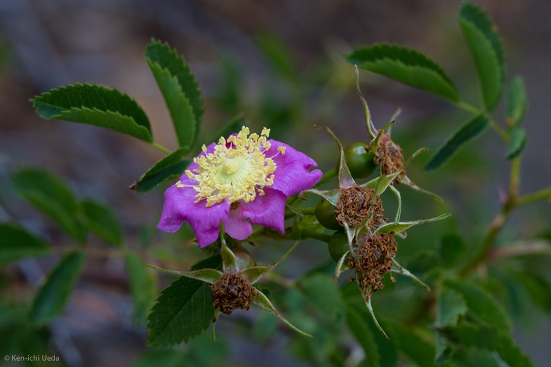 Rosa pisocarpa subsp. pisocarpa
