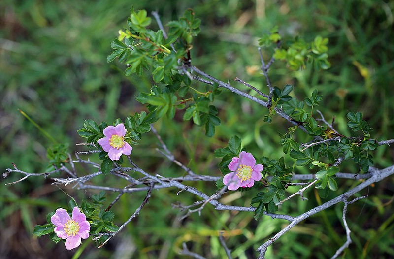 Rosa pisocarpa subsp. pisocarpa photo 2