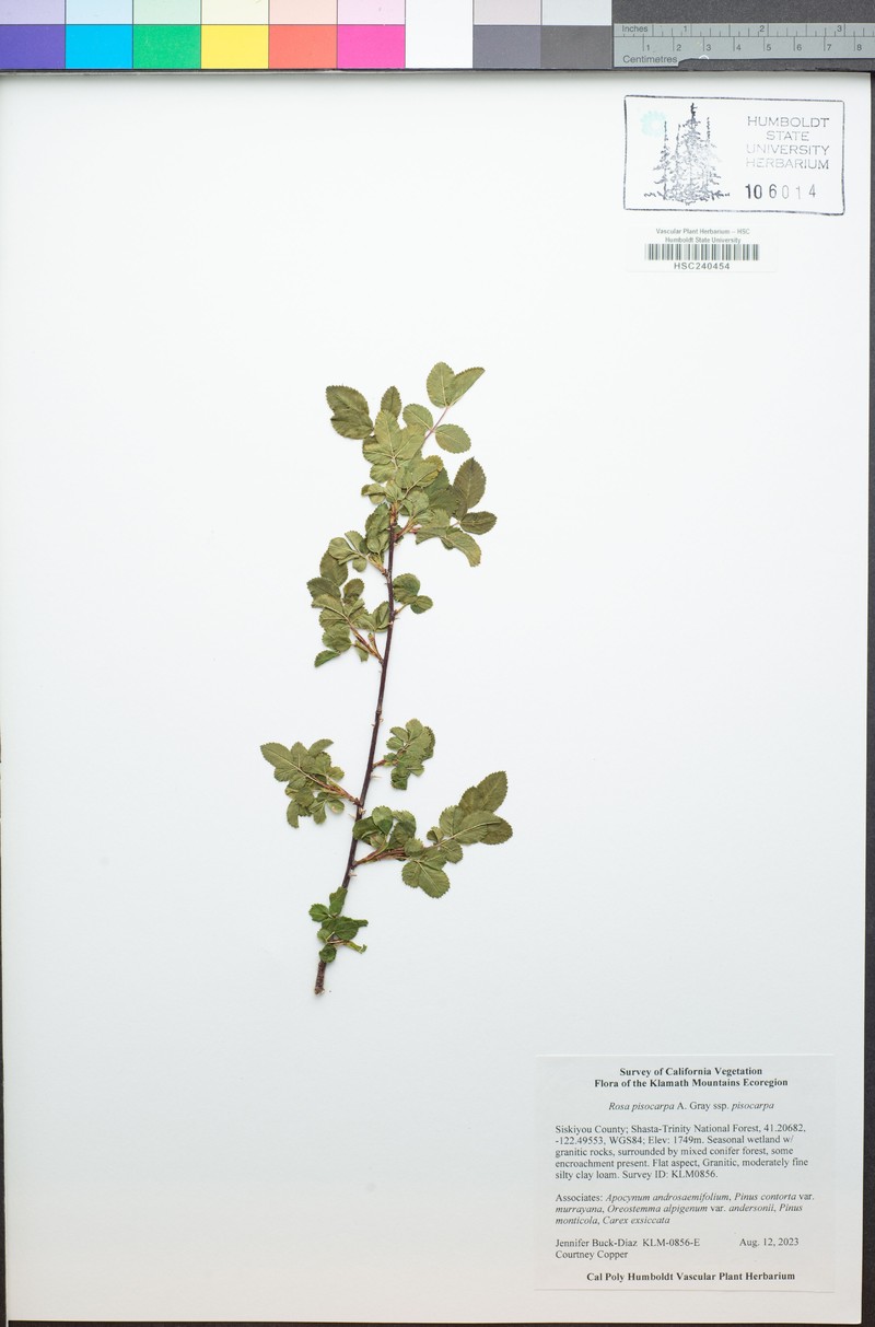 Rosa pisocarpa subsp. pisocarpa photo 3