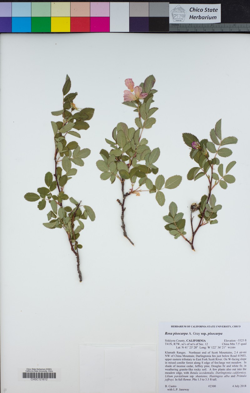 Rosa pisocarpa subsp. pisocarpa photo 4