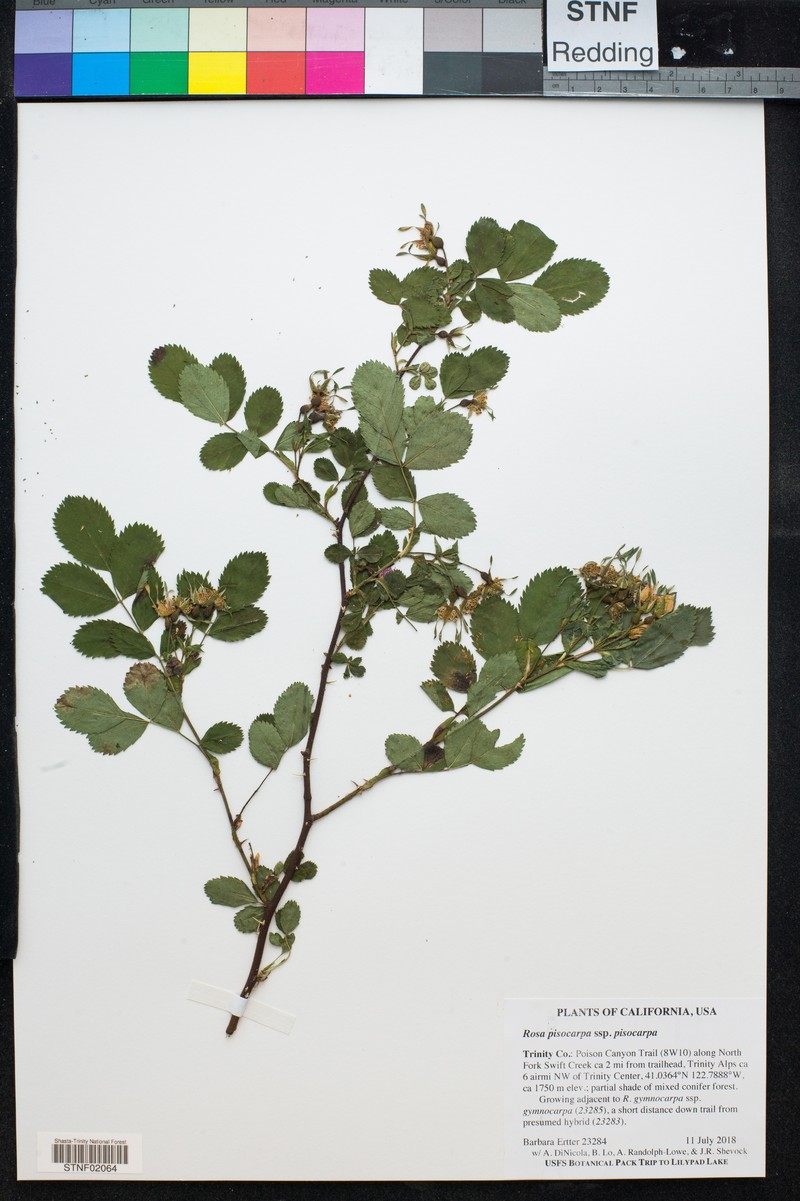 Rosa pisocarpa subsp. pisocarpa photo 5