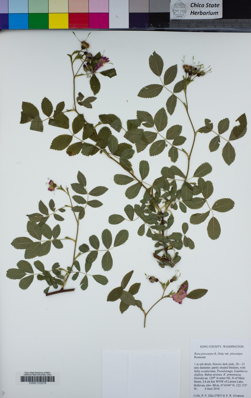 Rosa pisocarpa subsp. pisocarpa photo 6