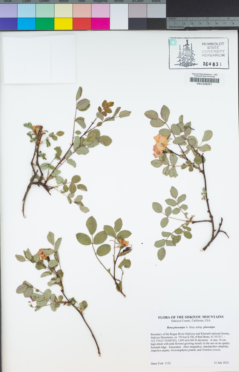 Rosa pisocarpa subsp. pisocarpa photo 7