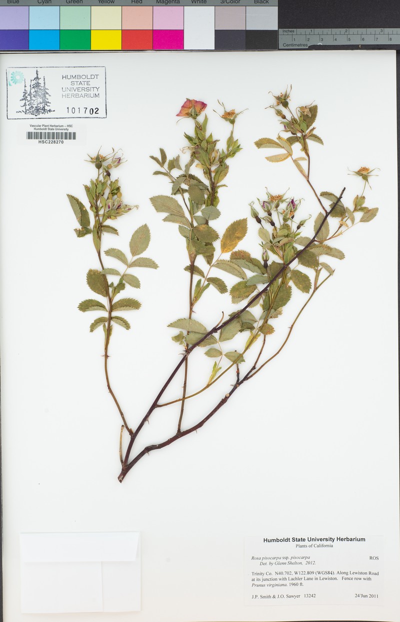 Rosa pisocarpa subsp. pisocarpa photo 8