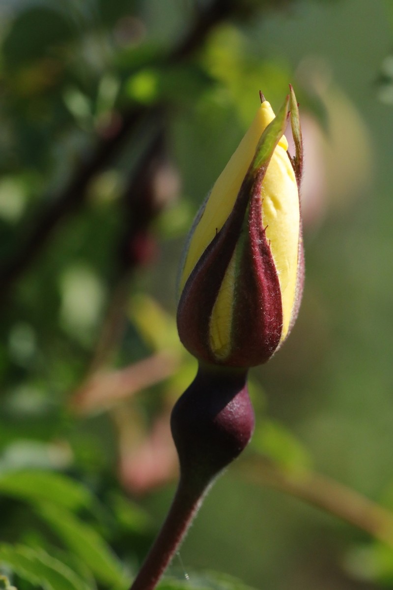 Rosa platyacantha