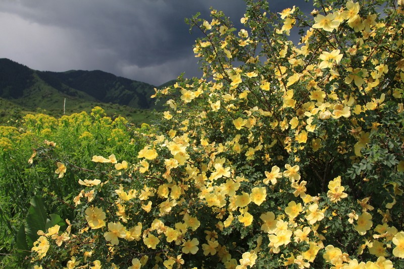 Rosa platyacantha photo 2
