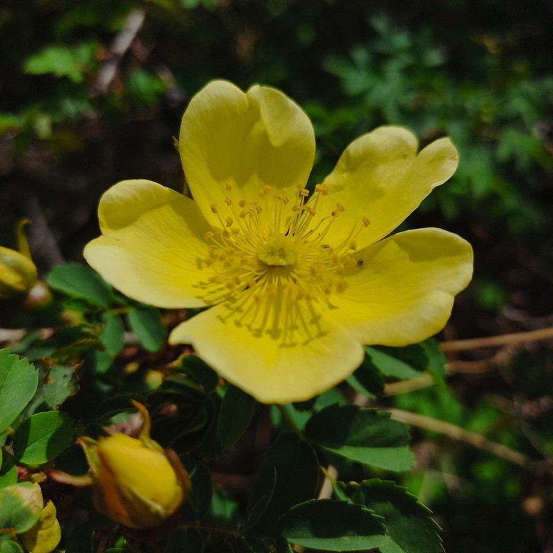 Rosa platyacantha photo 3