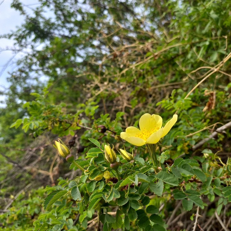 Rosa platyacantha photo 4