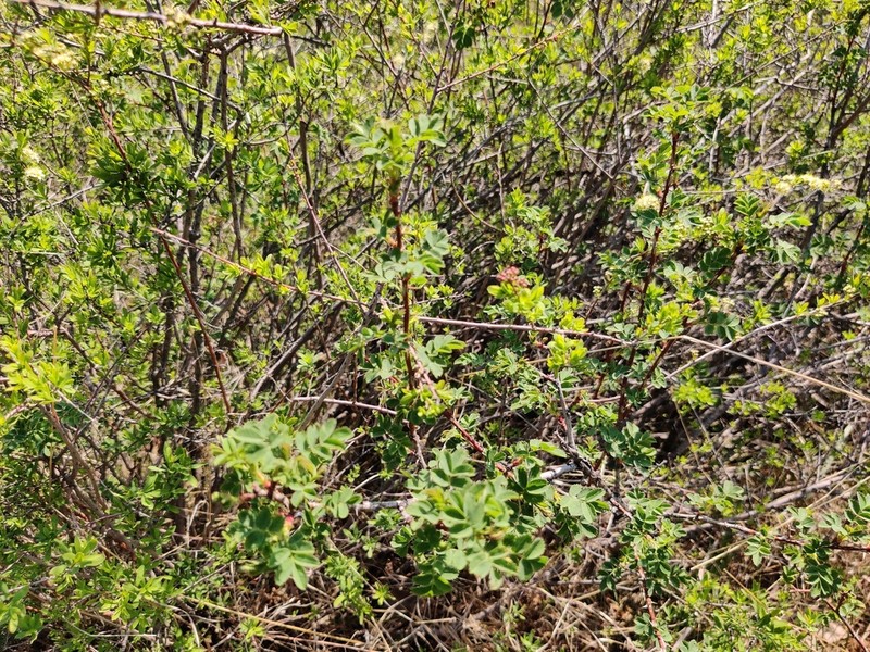 Rosa platyacantha photo 5