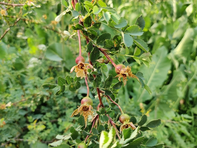 Rosa platyacantha photo 6