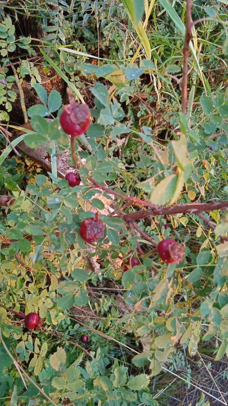 Rosa platyacantha photo 7