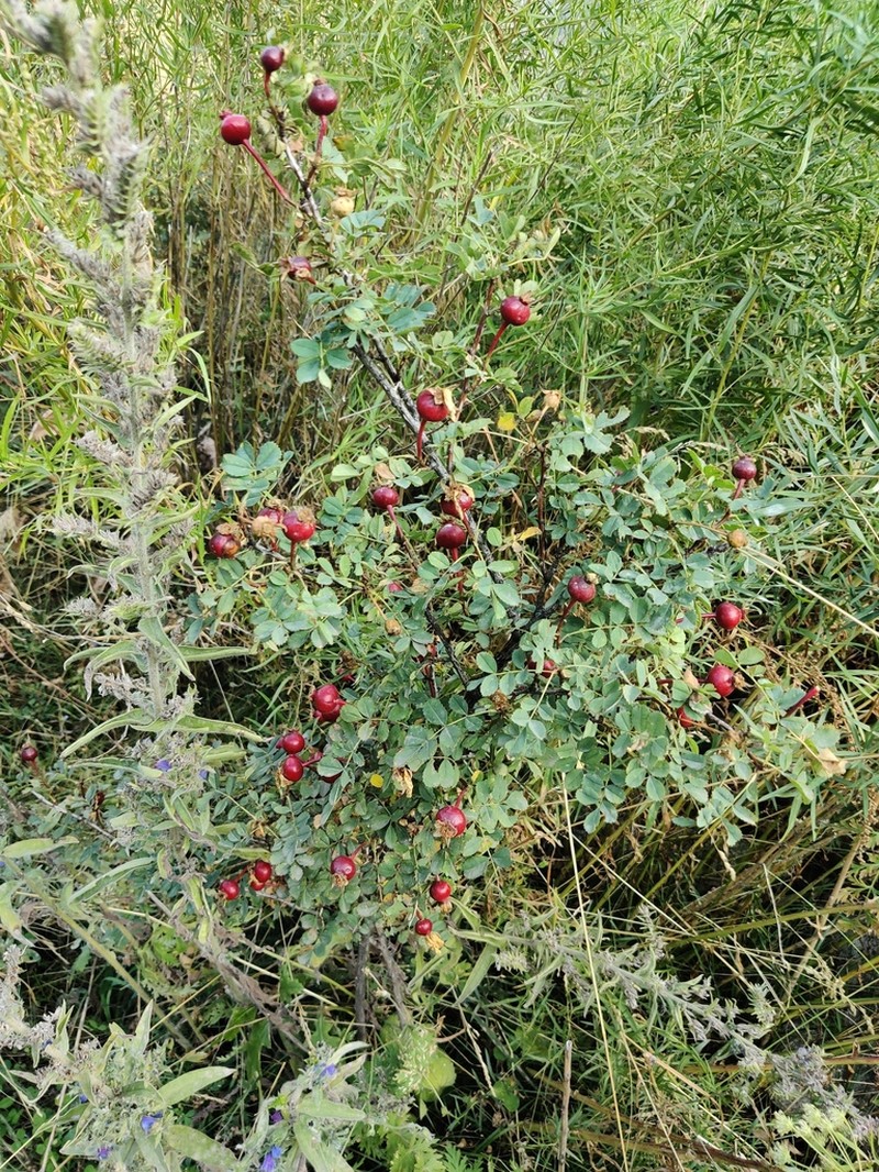 Rosa platyacantha photo 8