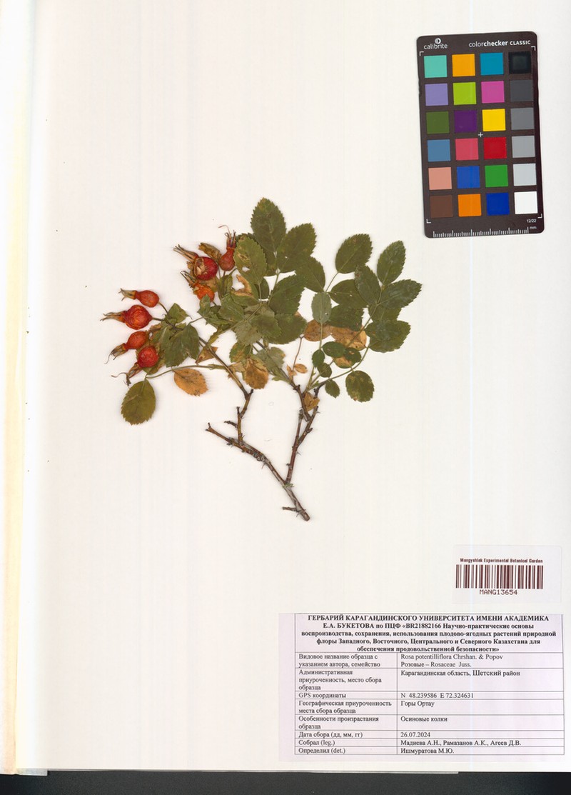 Rosa potentilliflora
