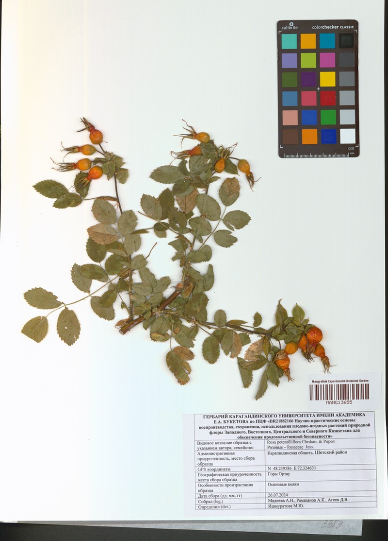 Rosa potentilliflora photo 2