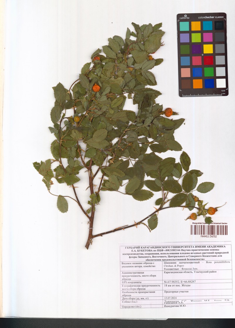 Rosa potentilliflora photo 3