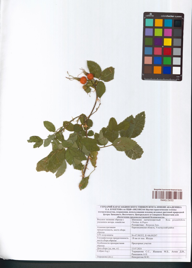 Rosa potentilliflora photo 4