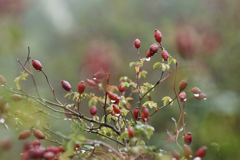Rosa pouzinii photo 2