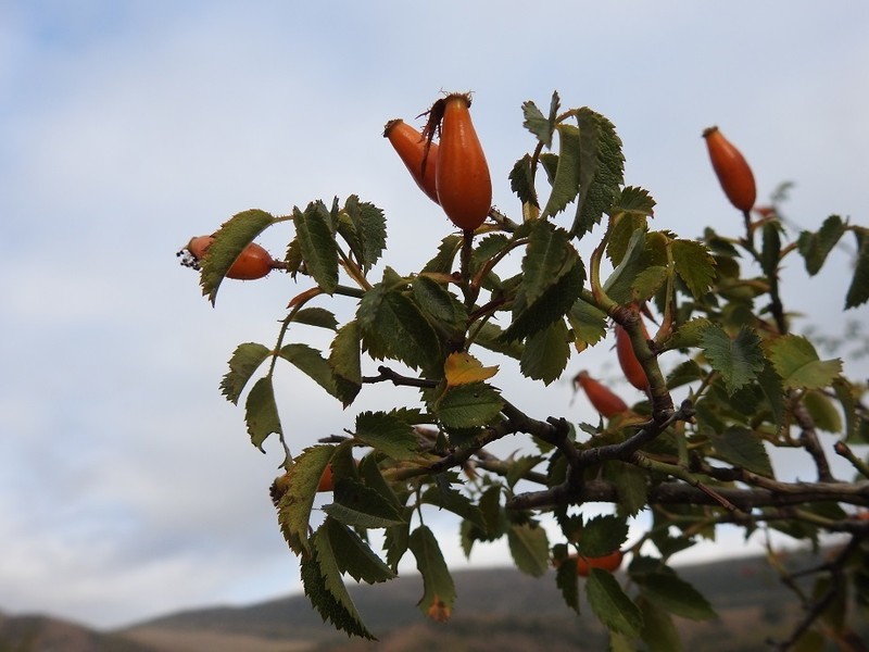 Rosa pouzinii photo 3