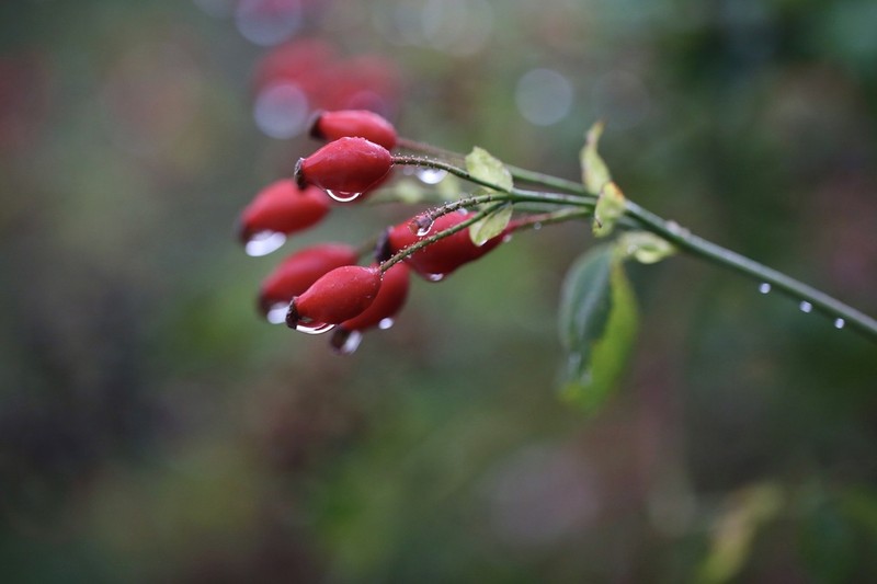 Rosa pouzinii photo 4