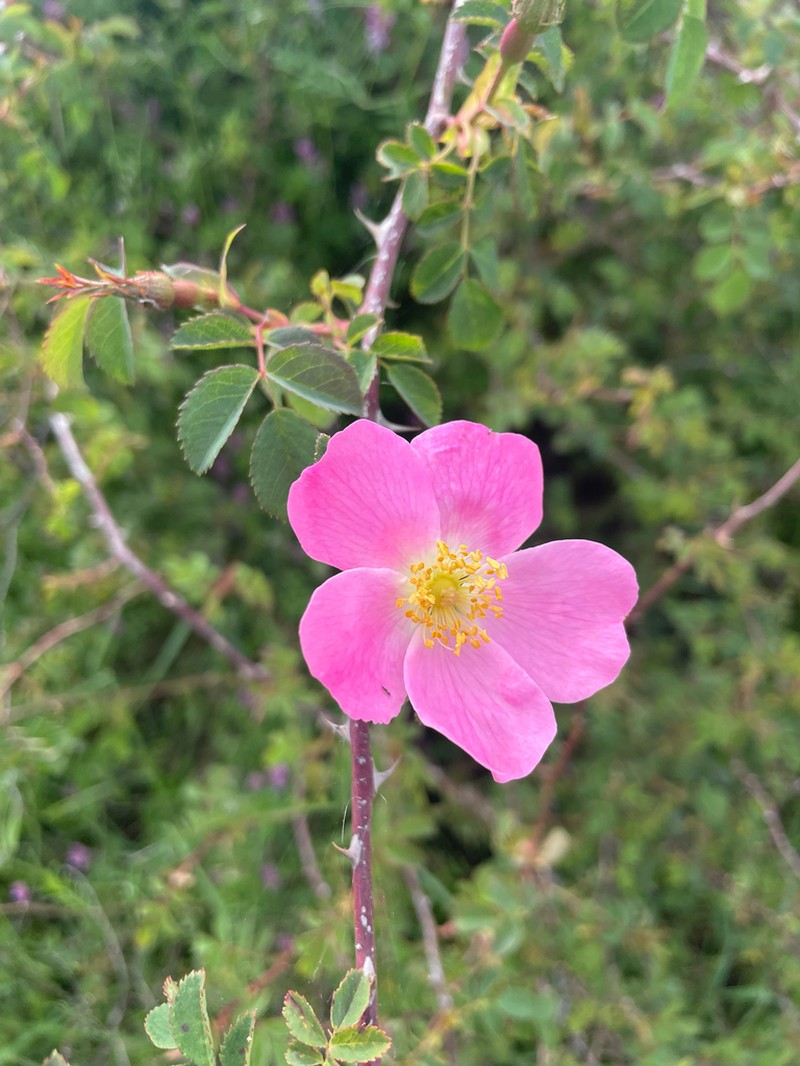 Rosa pouzinii photo 5