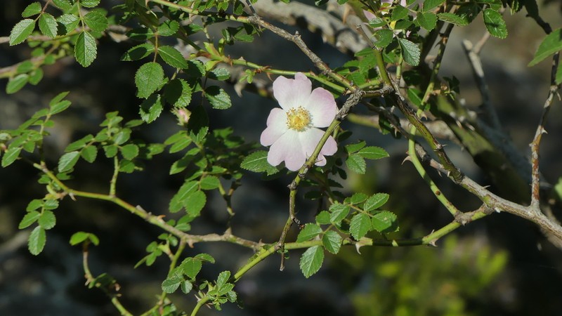 Rosa pouzinii photo 6
