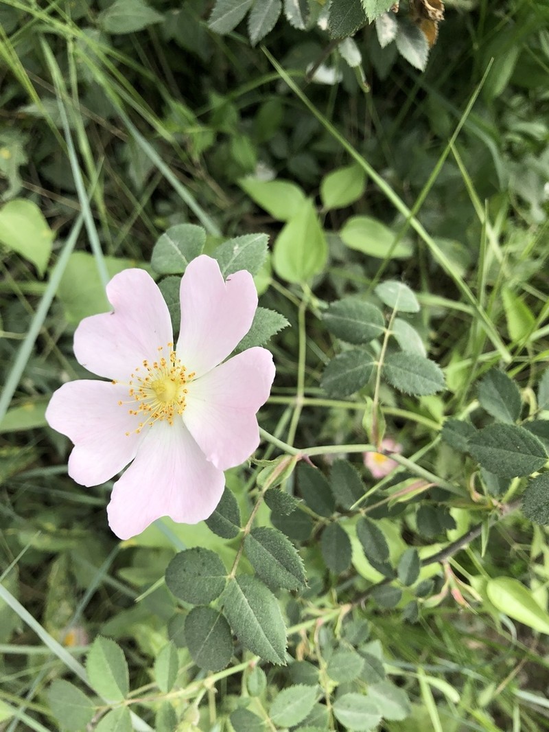 Rosa pouzinii photo 7