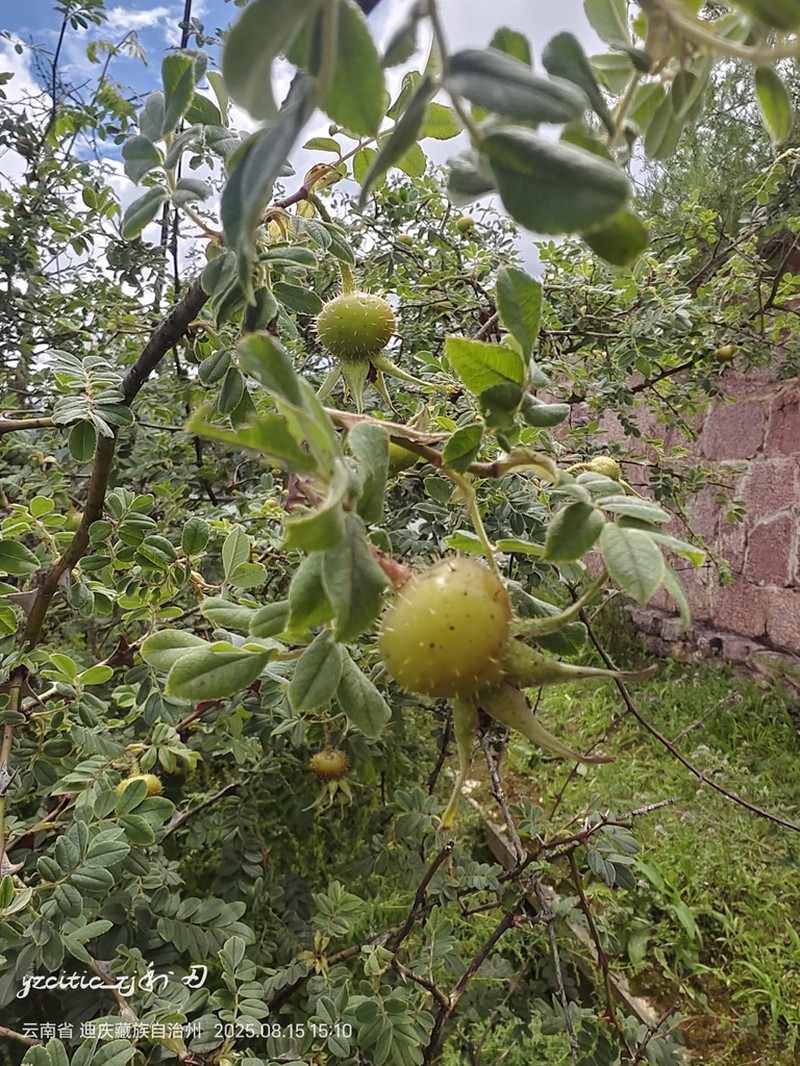 Rosa praelucens