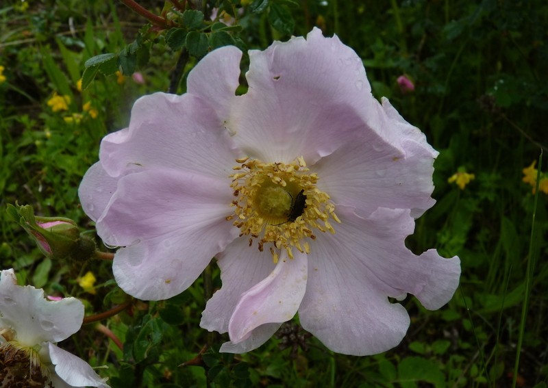 Rosa praelucens photo 3