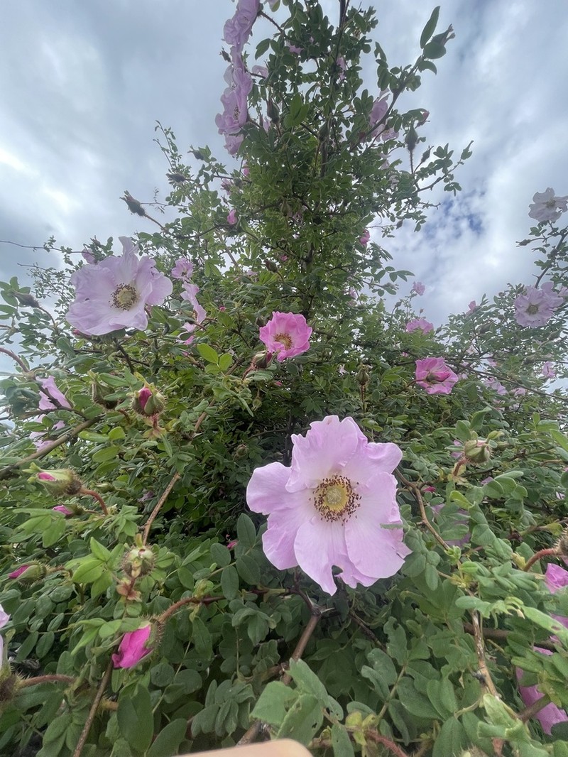 Rosa praelucens photo 5