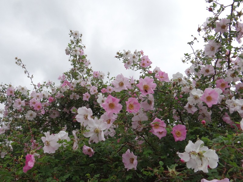 Rosa praelucens photo 6