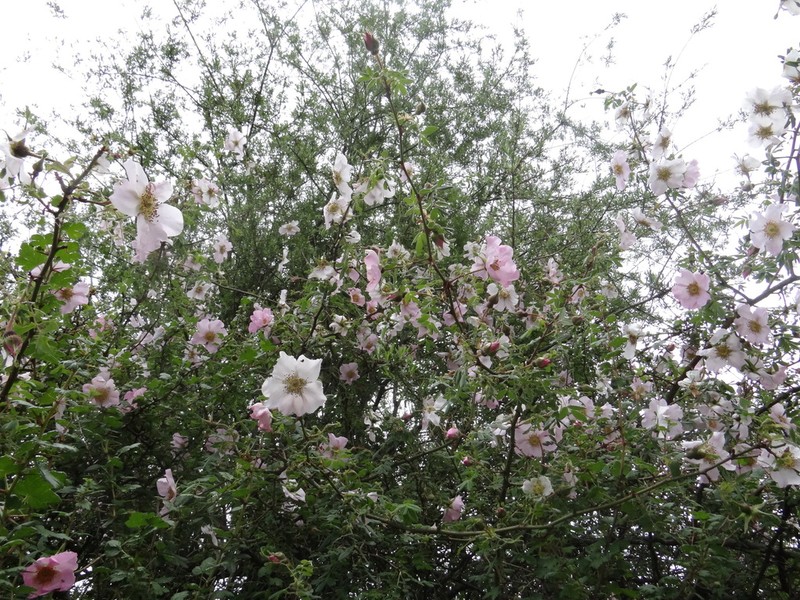 Rosa praelucens photo 7