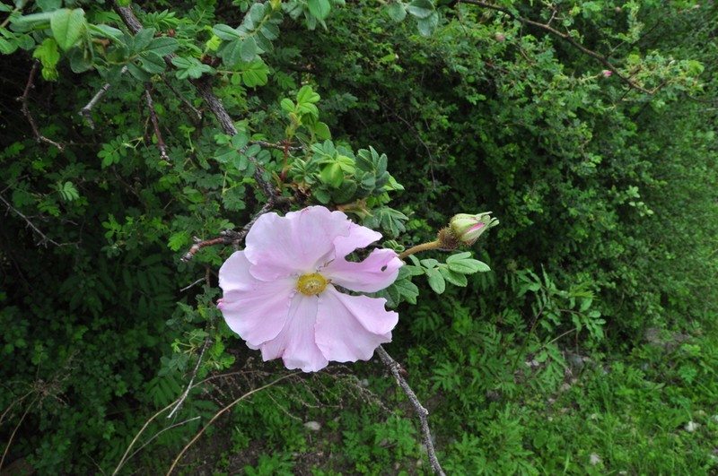 Rosa praelucens photo 8