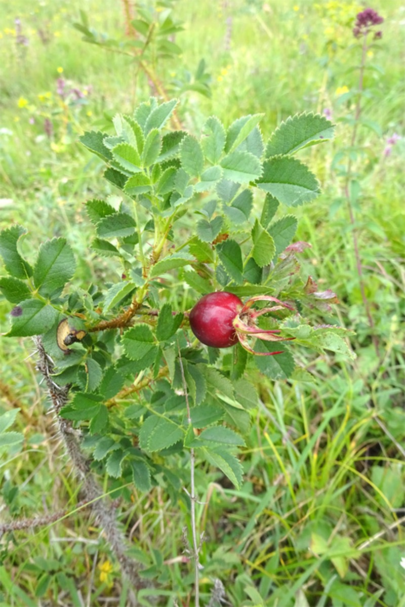 Rosa praetermissa