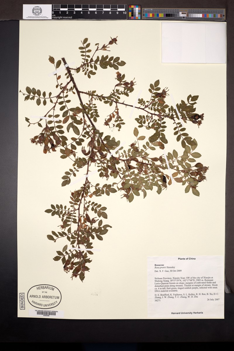Rosa prattii photo 2