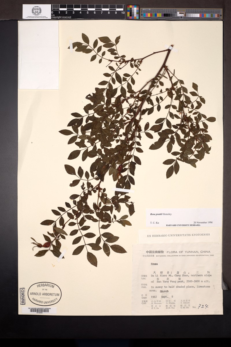 Rosa prattii photo 6