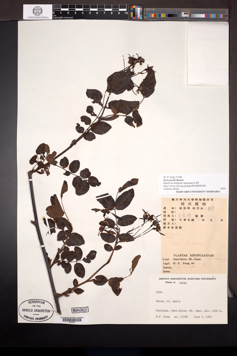 Rosa prattii photo 7