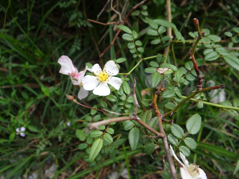 Rosa pricei