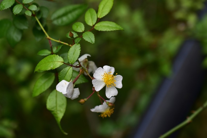 Rosa pricei photo 2