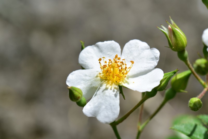 Rosa pricei photo 3