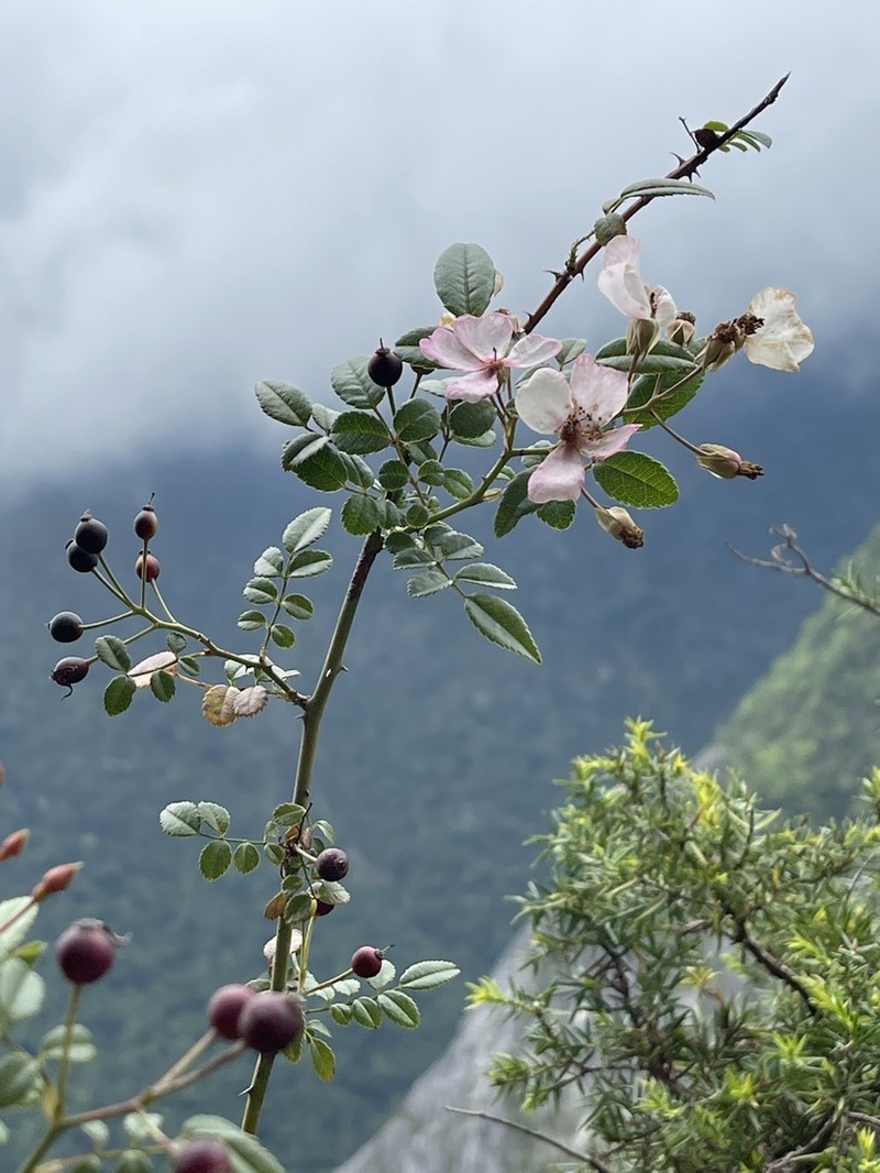 Rosa pricei photo 5