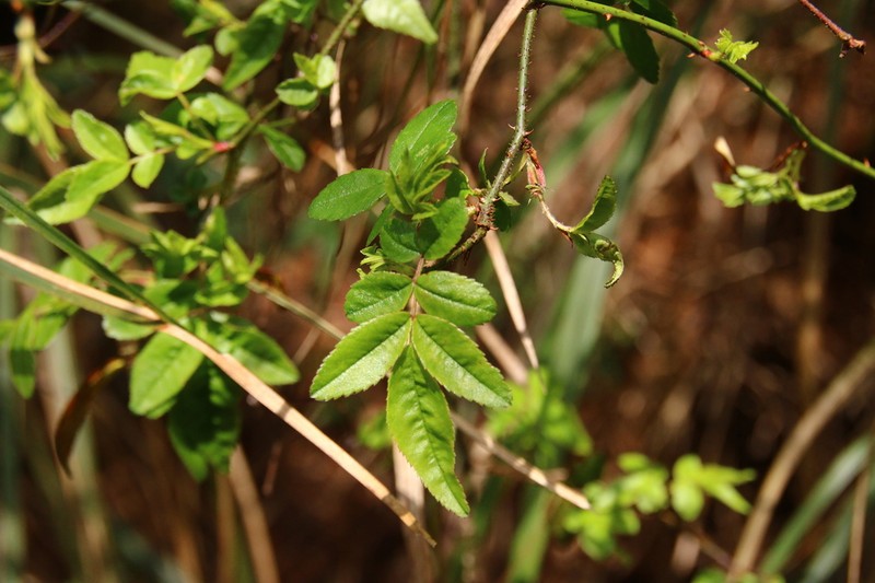 Rosa pricei photo 6