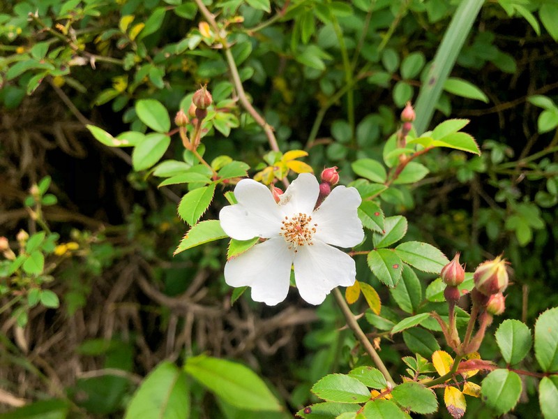 Rosa pricei photo 7