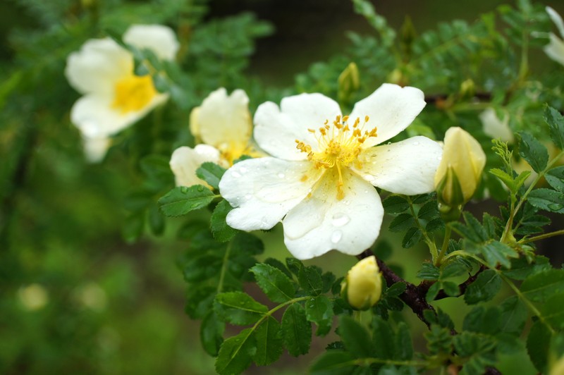Rosa primula